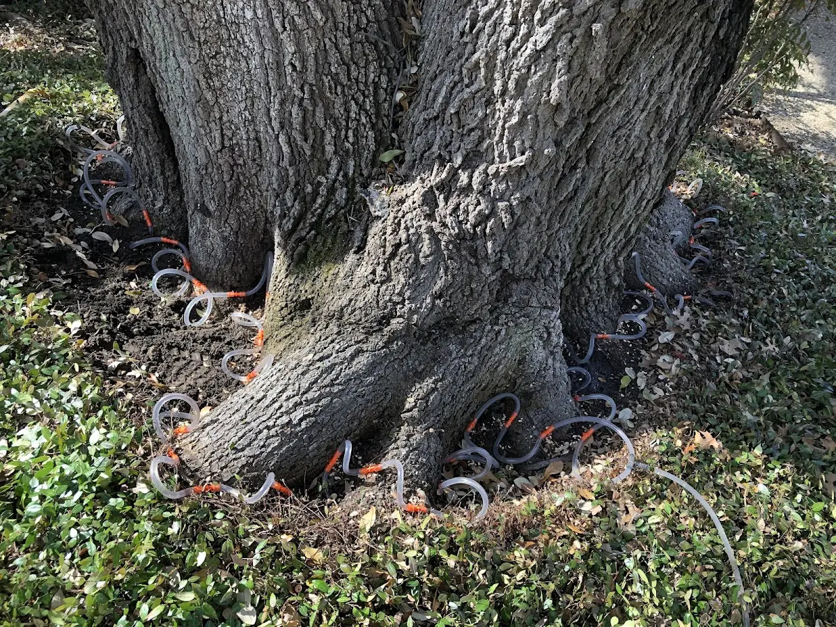Detailed Tree Cabling and Bracing job site in Evans Mills